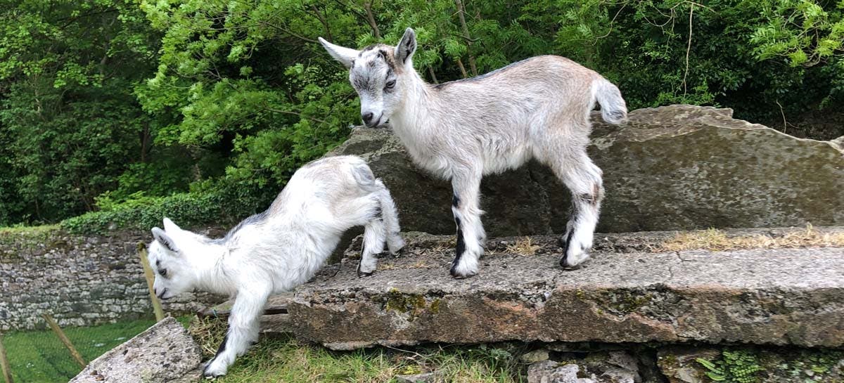 Visit Old Irish Goat Visitor Centre with Discover Ireland