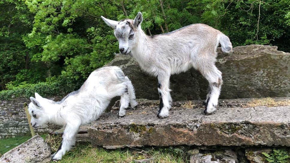 Oida Goat Irish Goat Irish Art Old Goat, Oil On C... By Sandra Clark