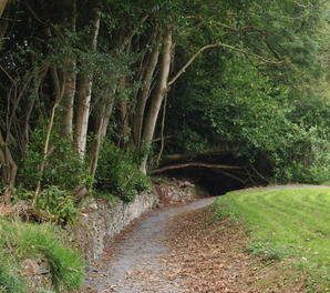 Enjoy a guided gratitude walk in the beautiful surroundings of Clarisford Park