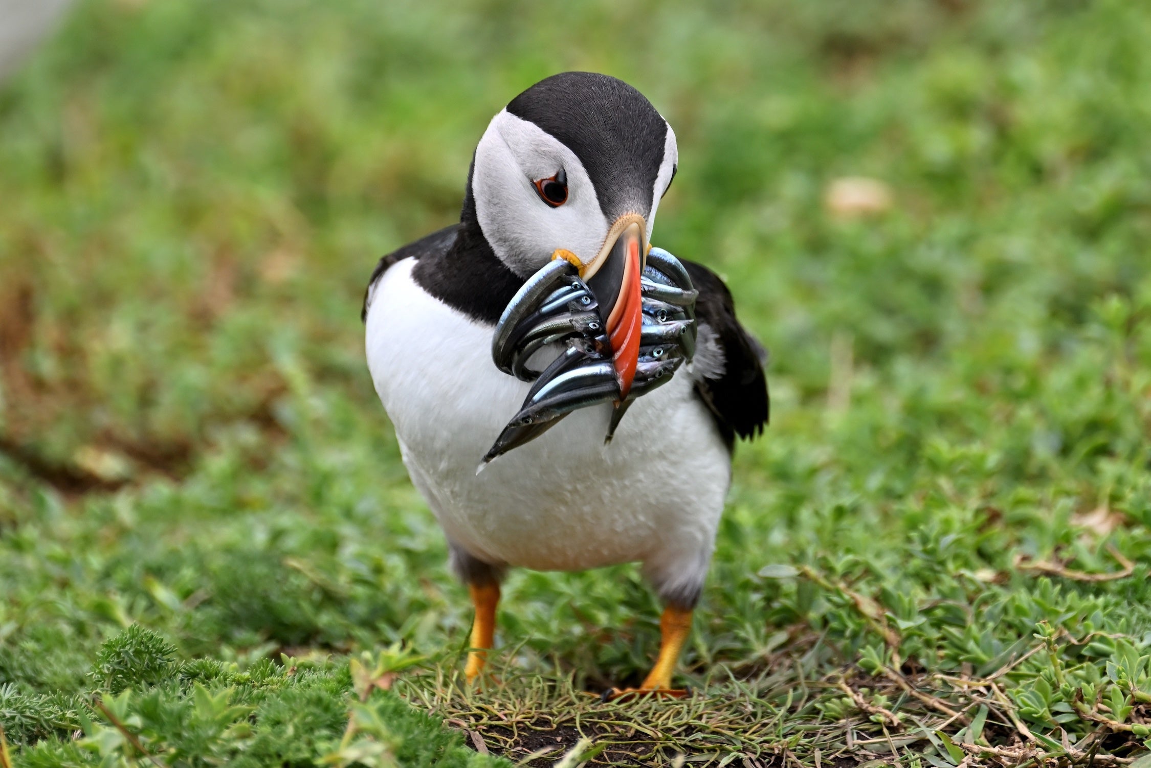 A puffin eating fish