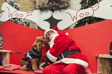 Santa Paws at Newbridge House & Farm