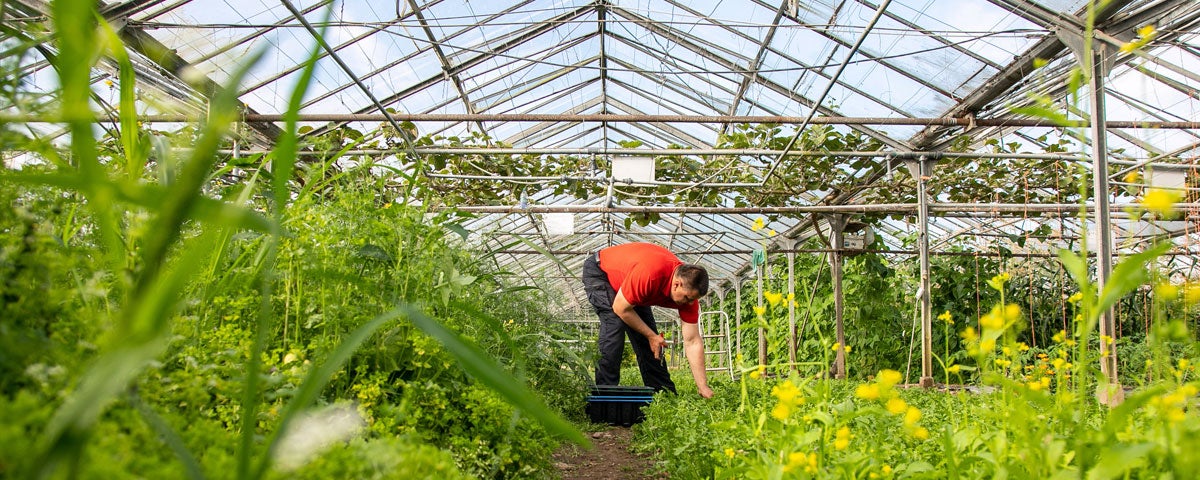 A man in a red shirt bent down tending to vegetables in a glass greenhouse