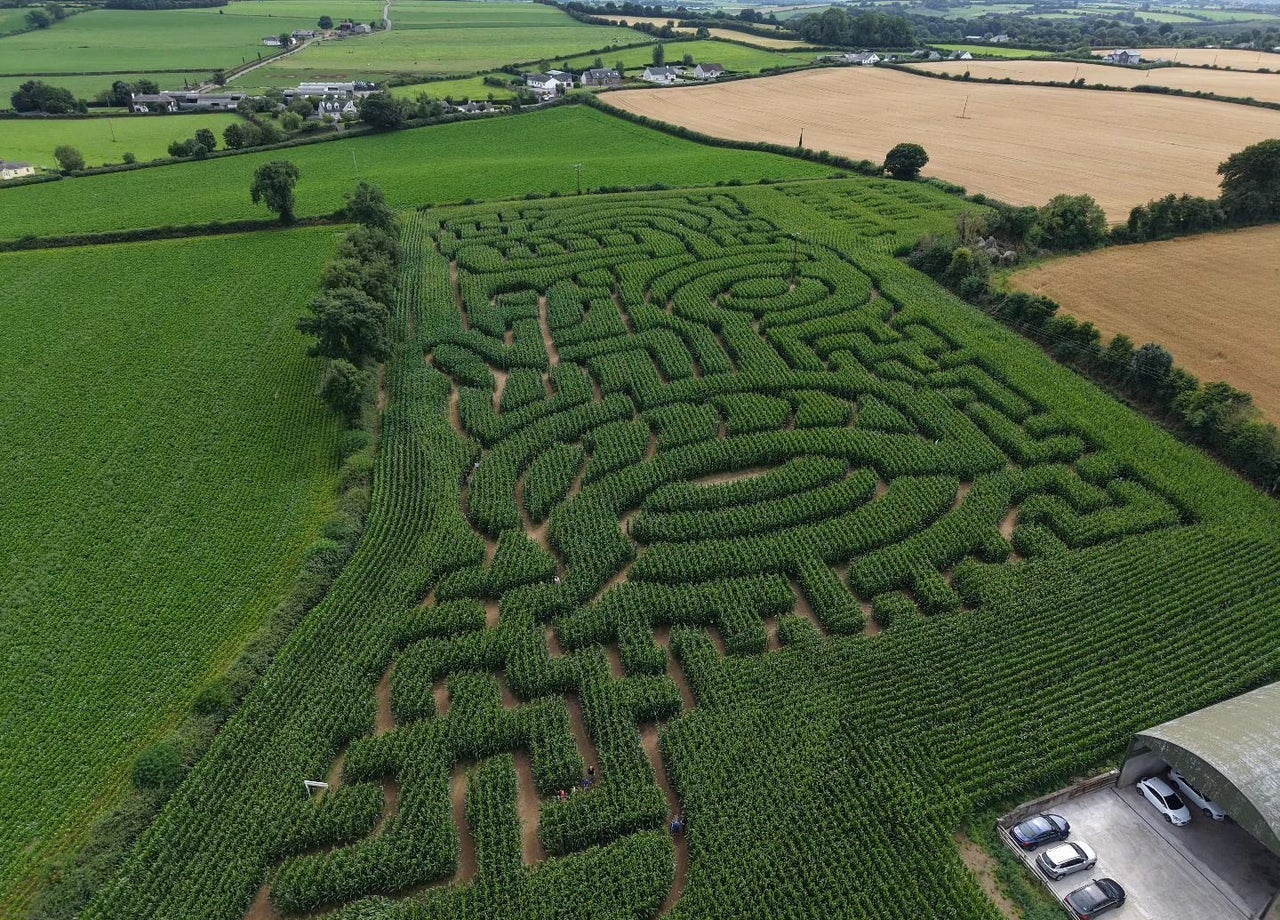 Green maize field in the shape of a tractor