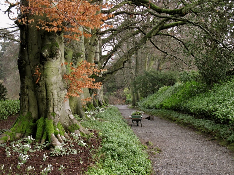 Snowdrop Time in Carlow 2026, view of wide path in wooded area with snowdrops on the ground in bloom.