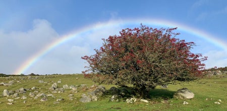 A picturesque hawthorn tree with red berries on it with a full bright rainbow in the blue sky behind it