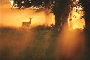 Phoenix Park