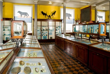 Mahogany coloured display cases with artefacts in a museum setting