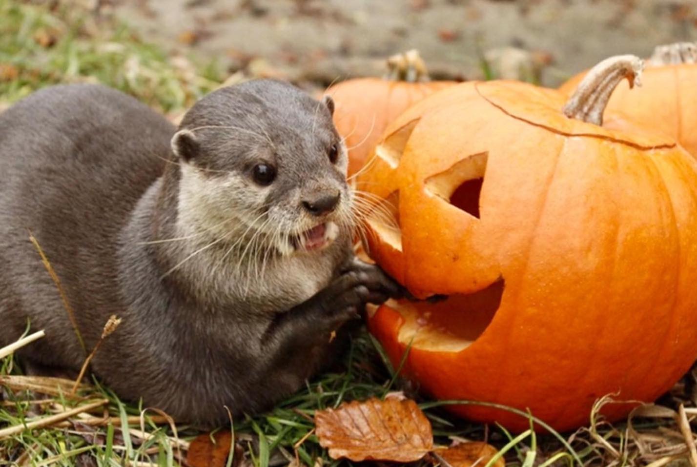 Otter with pumpkin, cute animals with pumpkin