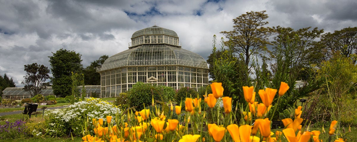 orange flowers with the glass house of the National Botanic Gardens in the background