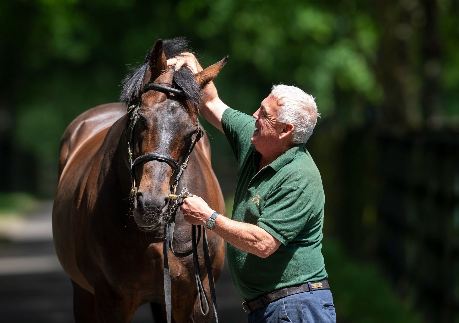 A man adjusting the reins of a horse