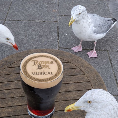 Seagulls surround a pint of Guinness with 'Temple Bar: The Musical' printed on the pint