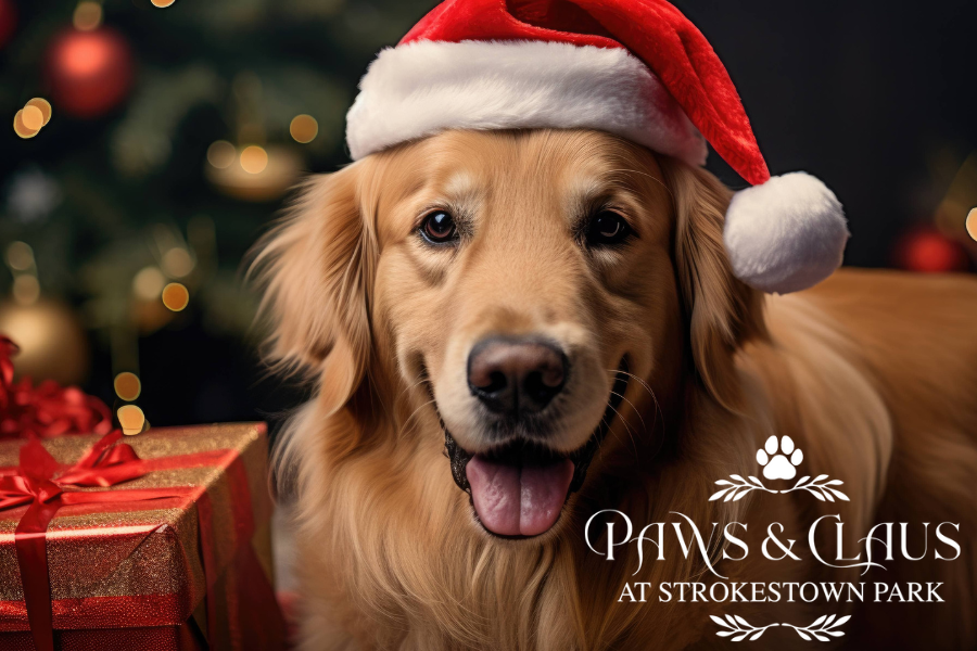 Paws & Claus at Strokestown Park, a large, golden dog wearing christmas hat beside a red and gold present