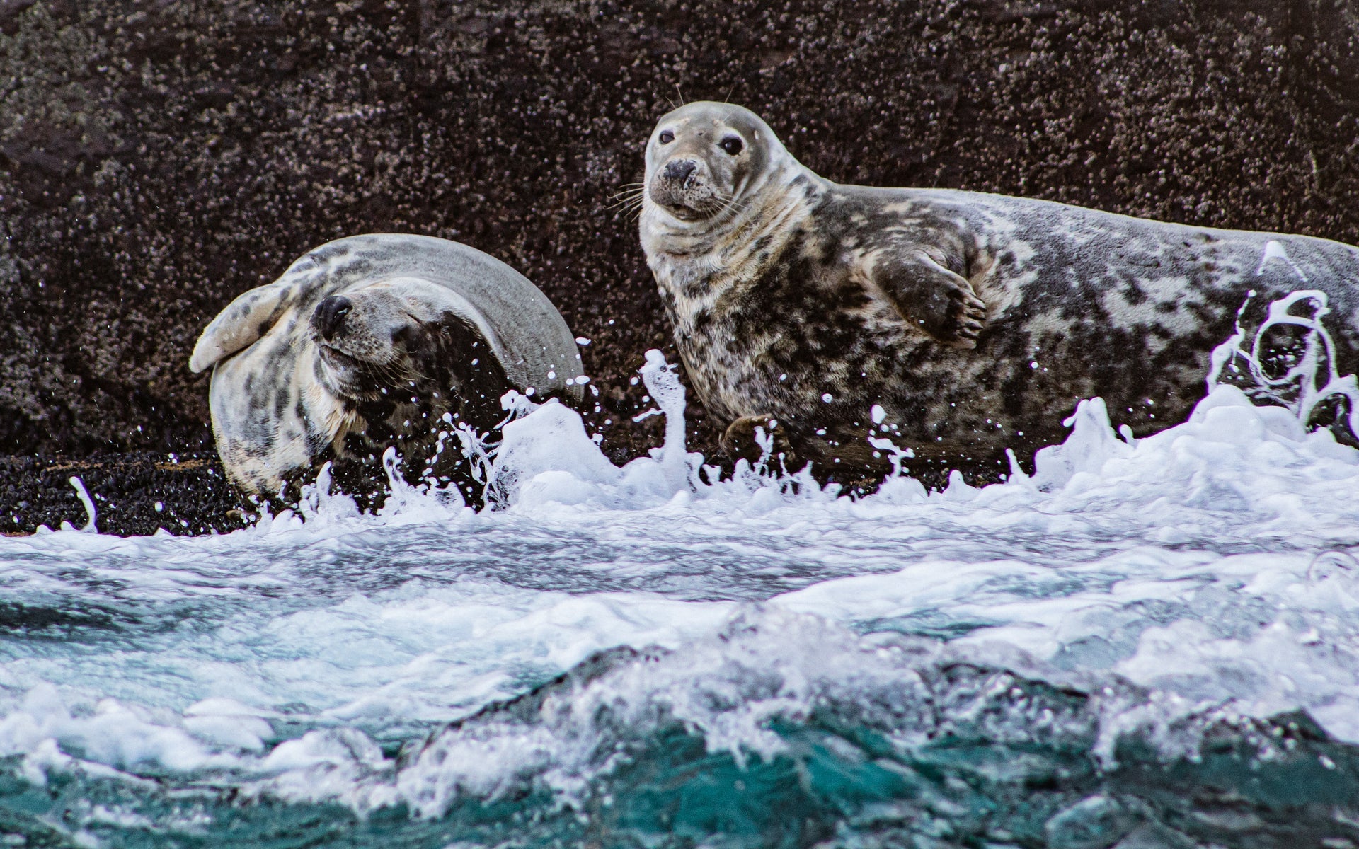 Two sea lions on a ledge near the sea with white sea foam and waves