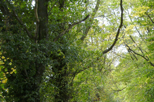 Ballyrafton Wood