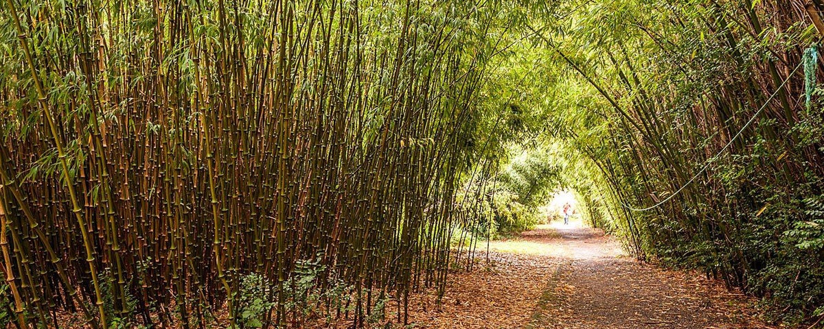A walking path thought a tunnel of bamboo