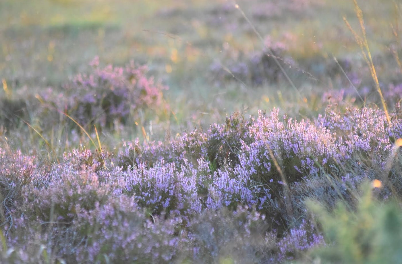A view of a bog with wild grass and heather