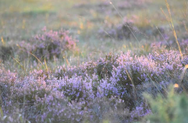 Galway's Living Bog