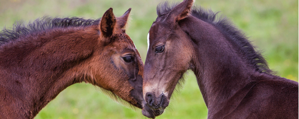 Two horses standing head to head.