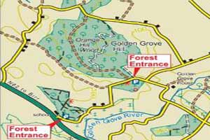 Golden Grove Forest