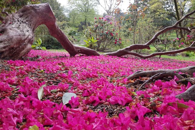 National Botanic Gardens - Kilmacurragh