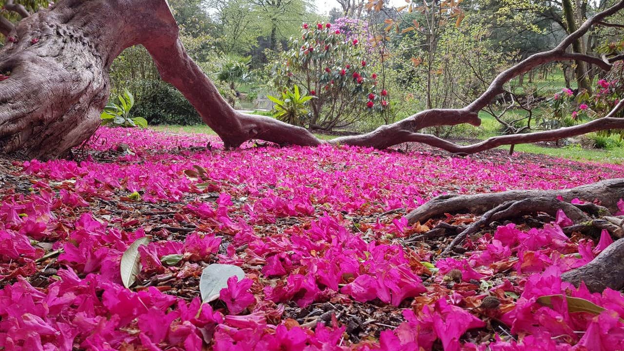 Visit National Botanic Gardens - Kilmacurragh with Discover Ireland