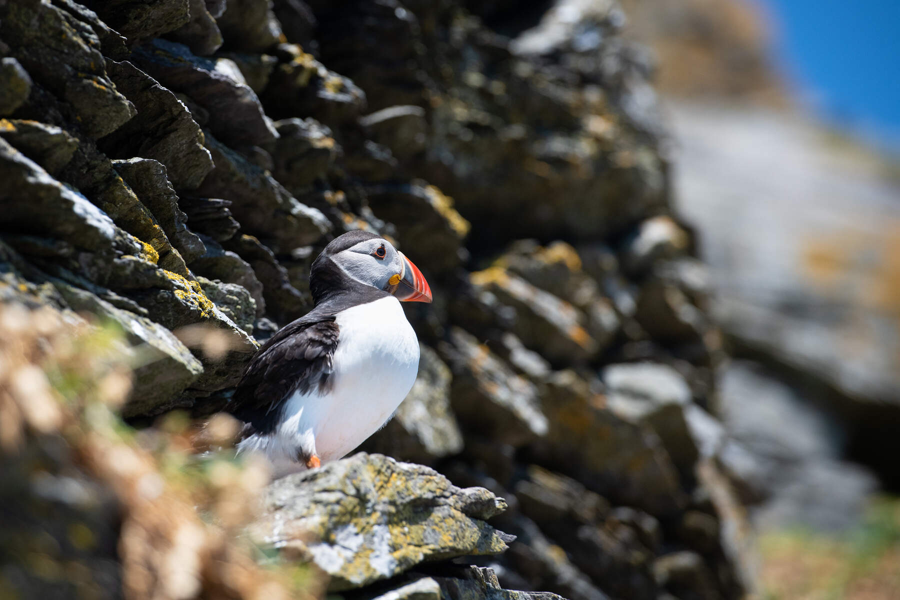 Puffin on rocks on Skellig Michael, Co. Kerry