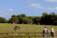 Fota Wildlife Park Activities Cafes Republic Of Ireland Cork 