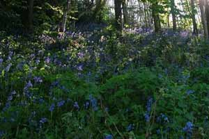 Bluebell walk on the Captions Walk