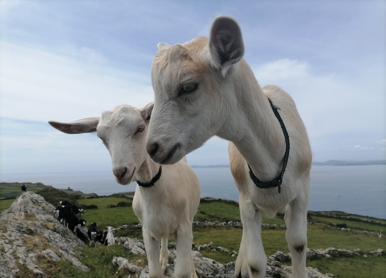 A close up of two goats with a coastal view in the background