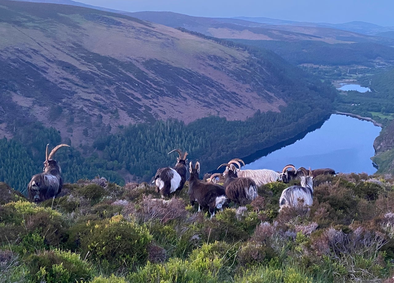 Wild mountain goats grazing in the Wicklow Mountains National Park
