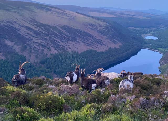 Gateway to Ireland Tours