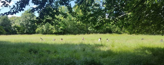 My Community Space - Forest Bathing