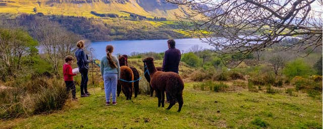 Glencar Alpacas