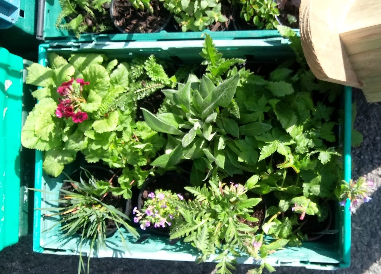 Selection of plants in a box ready for sale