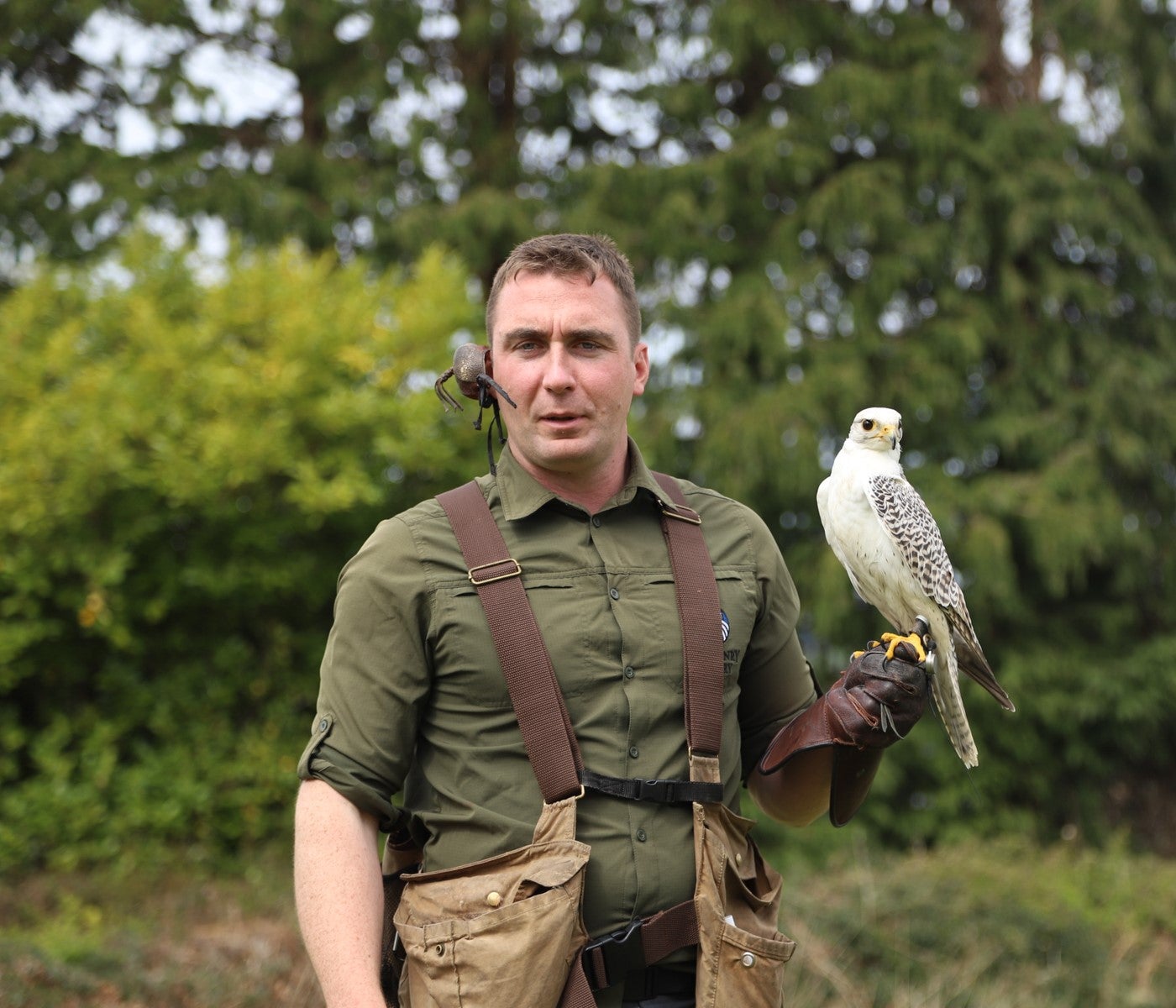 Falcon sitting on guides arm