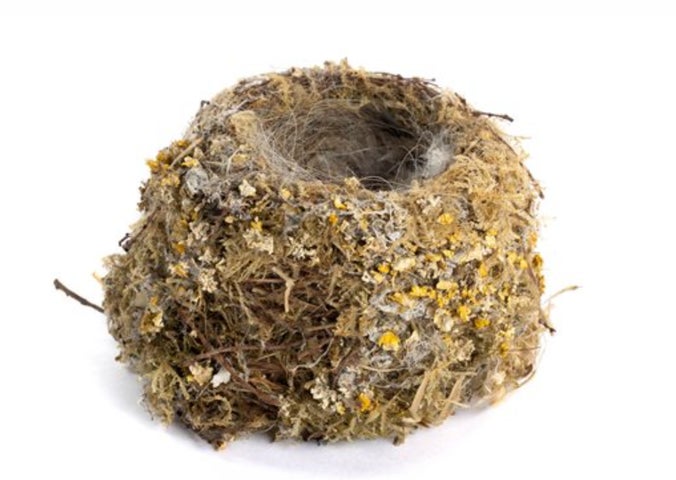 A wren's nest (Troglodytes troglodytes). Wrens usually build domed nests. This nest appears flattened due to its photographed orientation.
