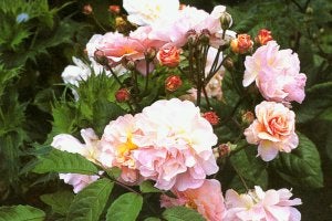 Ballynacourty Gardens