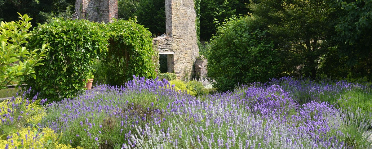 Old mill walls in garden at Fairbrook House Garden
