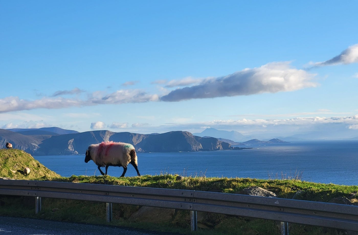 A sheep walking along a grassy ridge with a coastal view in the background