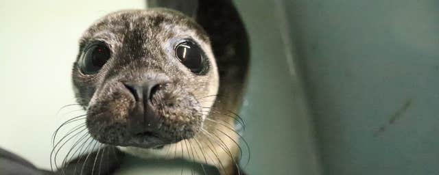 Seal Rescue Ireland