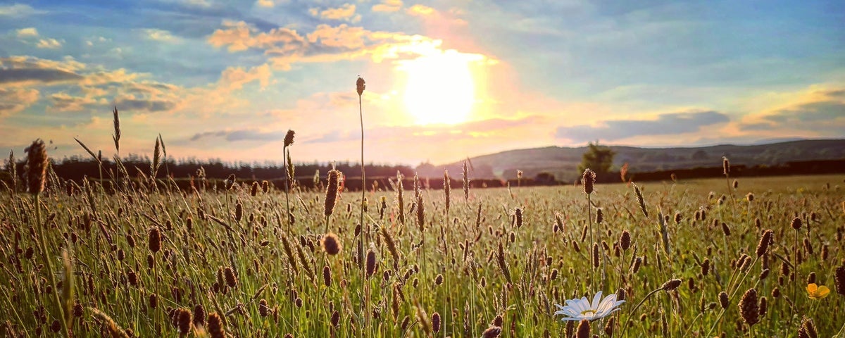 A natural meadow at sunset