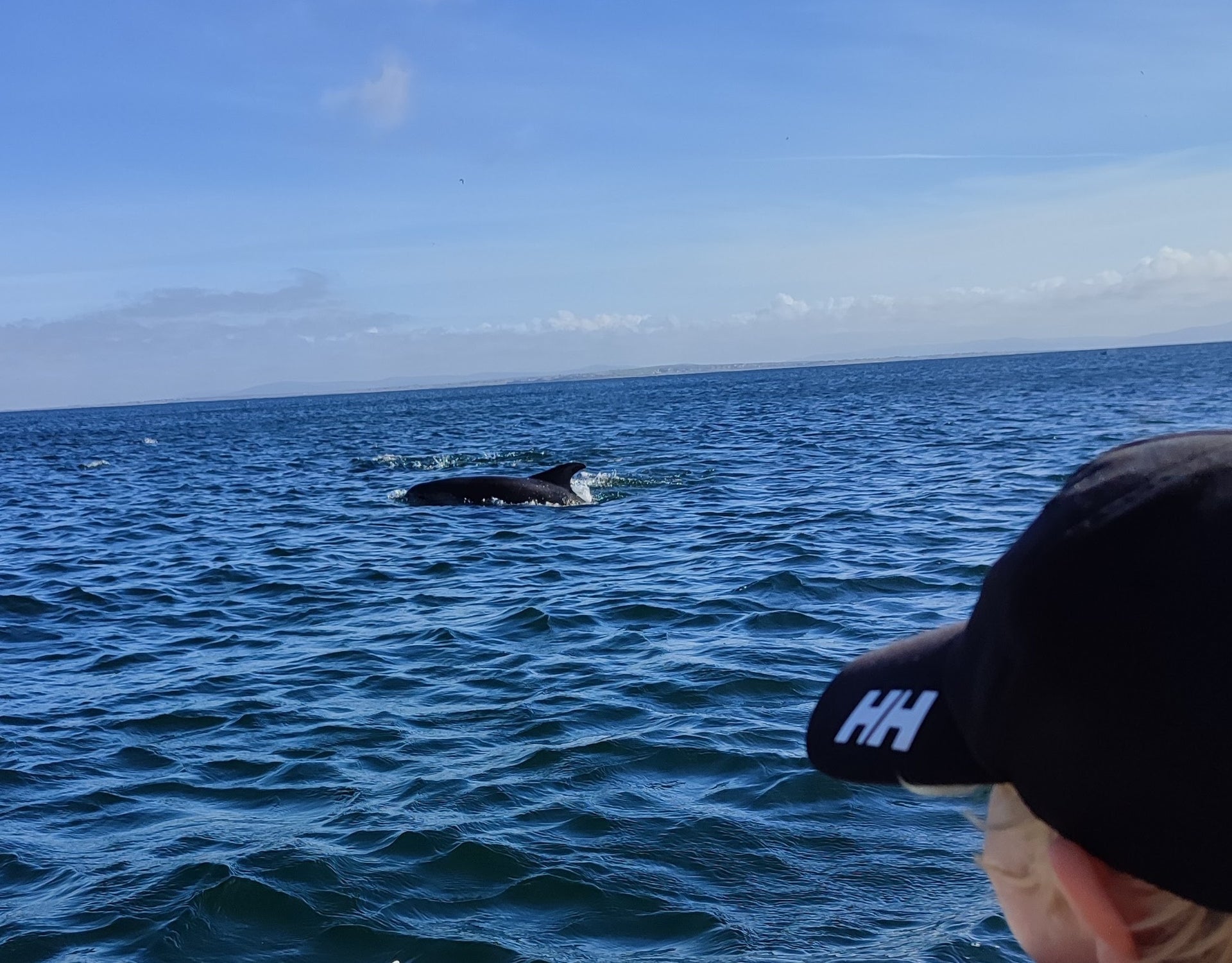 Child wearing a black baseball hat looking at a dolphin in the sea