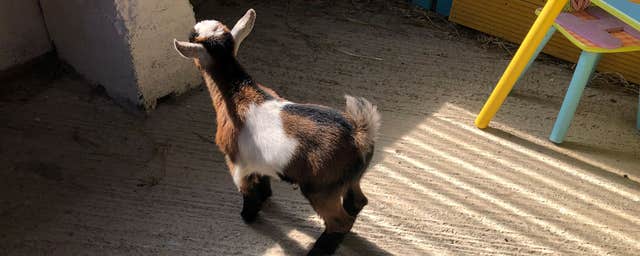 Shrule Pet Farm