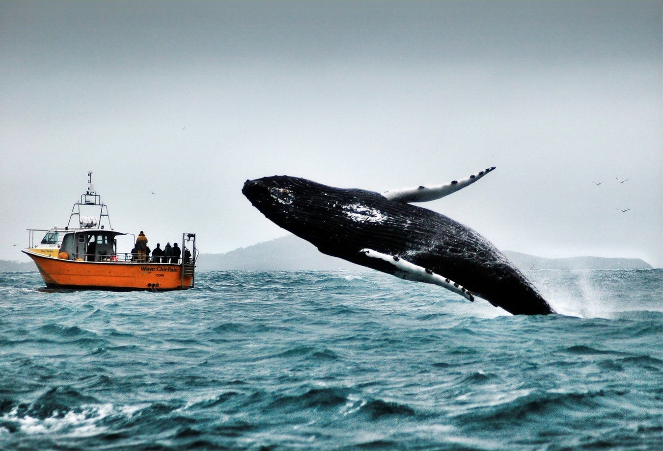 A whale rising up out of the water as a boat tour group watches