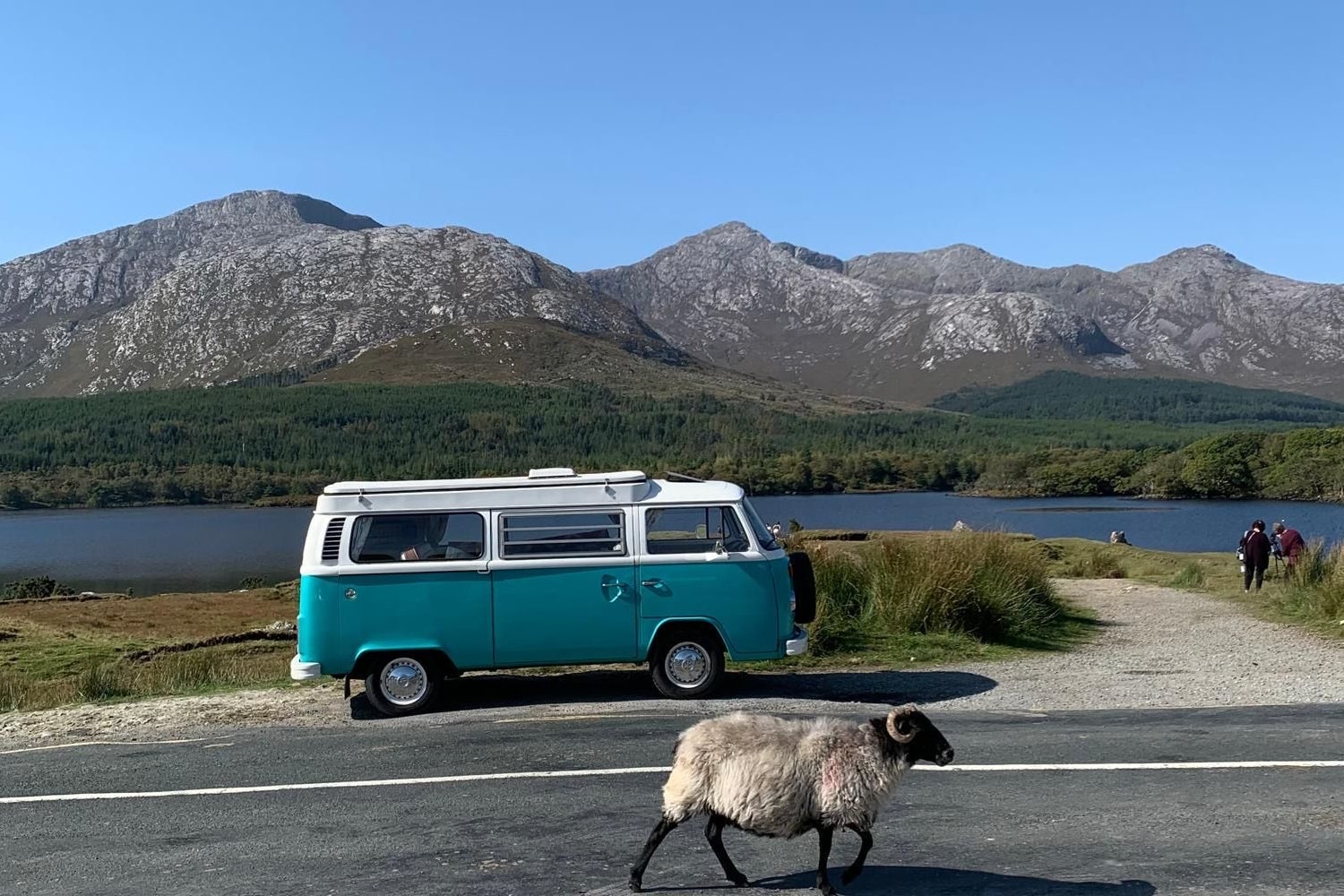 View of a parked VW retro campervan and a mountain sheep walking on a road