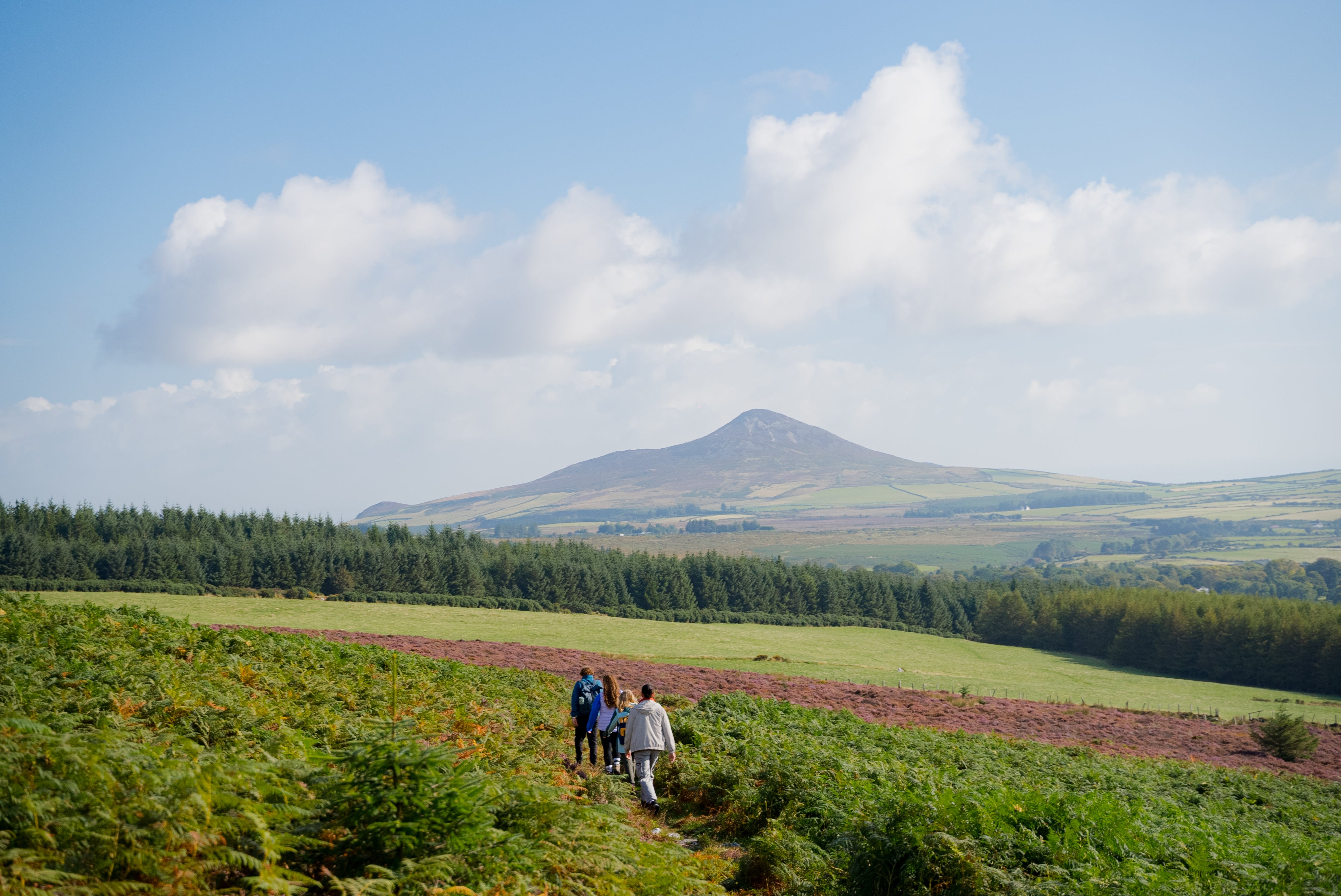 The horizon of a mountain behind a field in Wicklow.