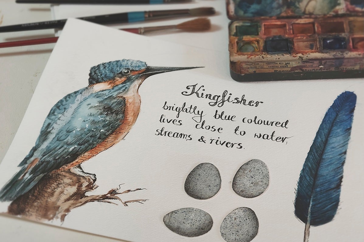 Beautiful drawing of a kingfisher in blue and red with text and eggs