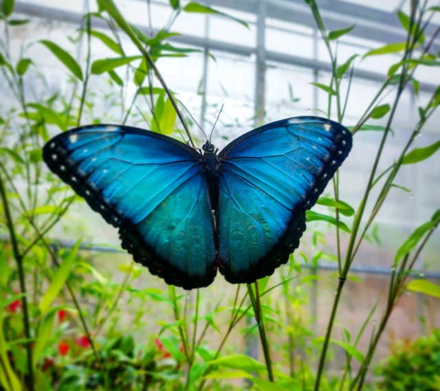 Tropical World