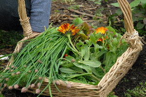 Image of organic vegetables
