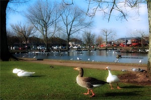 The Hawthorn Bar & Lakeside Restaurant